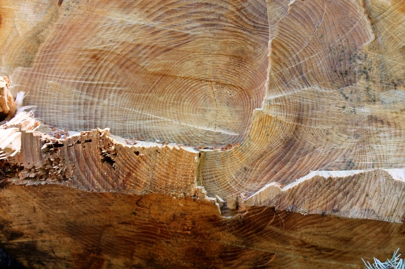 holzbild bearbeitet