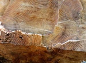 holzbild bearbeitet
