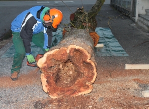 Apfelbaum